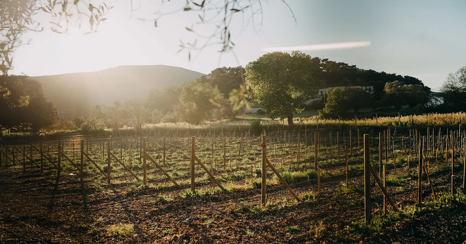 Bağ Yollarında Bir Tasarım İkonu: MG7
